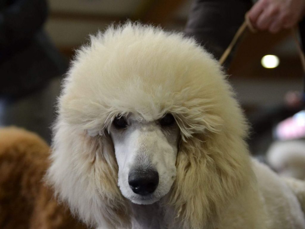 Maya
Therapiebegleithund