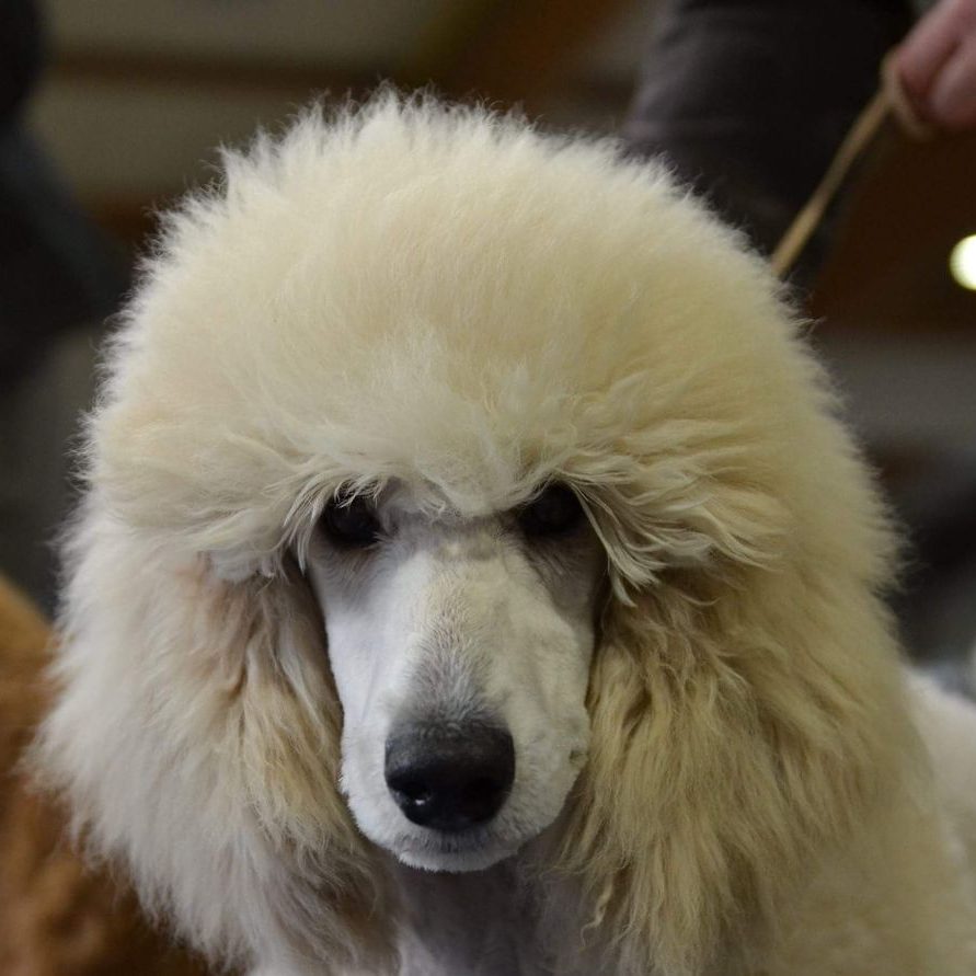 Kunstherapie Coesfeld
Therapiebegleithund